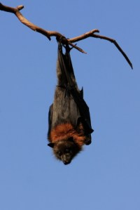 The grey-headed flying fox hangs upside down all day and works night shifts without evidence of musculo-skeletal injury