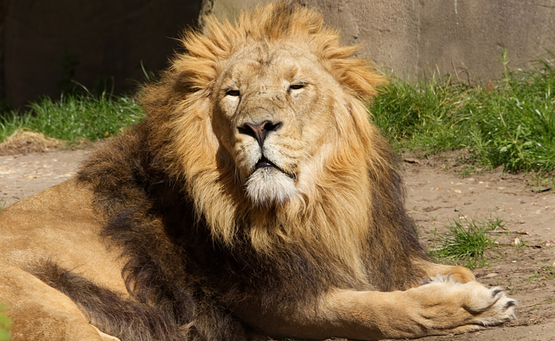 Lion,In,London,Zoo